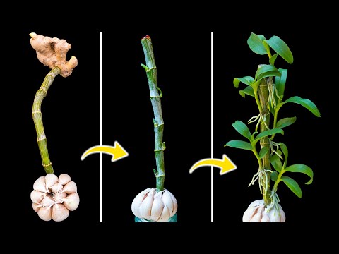 Unexpectedly, Propagate orchids from flower branches easily using only garlic