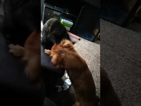 cat's rule