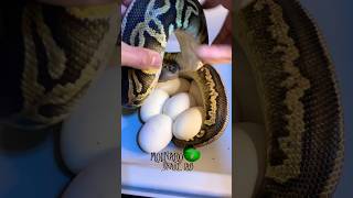 New clutch to follow! #molinarosnakelab #ballpython #royalpython #sawa #साँप #pitione #shorts #herps