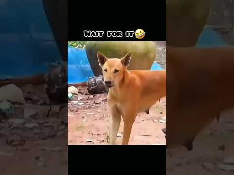 #shorts human dog op