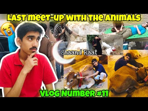 Chaand Raat Vlog|Last meet-up with all the animals😭❤️ - Vlog Number #11