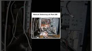 Real Reason It's Called NetCAT 🐱💻