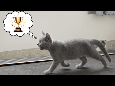Kitten's Reaction to Treadmill !! Cat Become a Professional Runner !