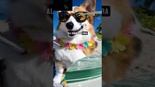 Sora: Text to Video Brilliance | #shorts #openai #sora #texttovideoai