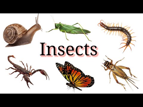 Insects - Insects in English - Names of Insects - @Fun N Learn Preschool