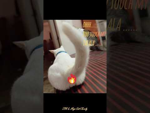 Ohhh you touched my Talala...  😹🔥Minu🔥😹 #cute #pets #shorts