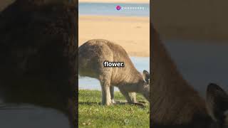 14 FLORA & FAUNA EXPLAINED IN 60 SECONDS! 2024 08 31  #facts #curiosityforkids #plants #animals