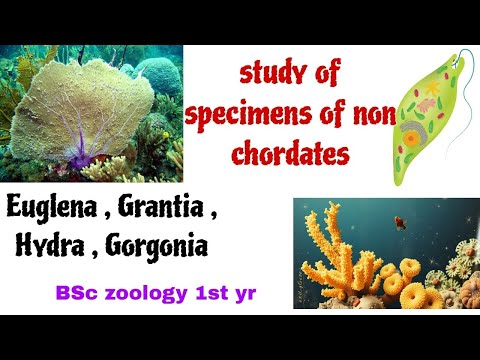 Study of specimens of non chordates - Euglena, Hydra, Grantia, Gorgonia bsc zoology 1st year