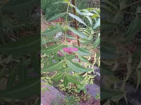 Azadirachta indica, commonly known as neem, nimtree or Indian lilac नीम