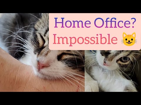 Home Office? Impossible with a Cat #goodvibesonly #sweetdreams #homeoffice #domesticcat
