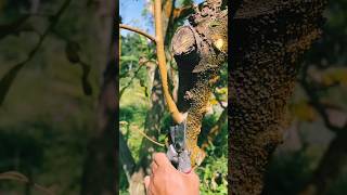 #agritools #farmer life #tonglufeng #agriculture #agritool #youtubeshorts #viral