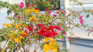 #bougainvillea #flowers #multicolor #garden #springvibes #colourful #red #yellow #green 