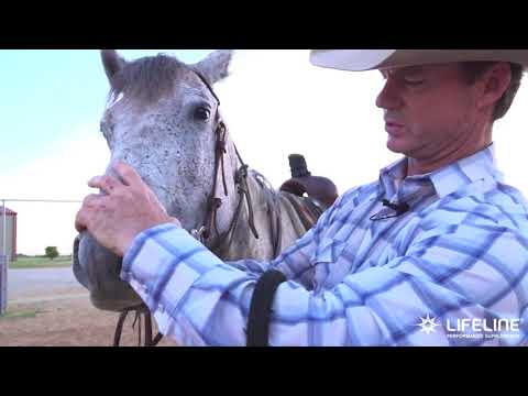 Team LIFELINE Training Tip   Monitoring Your Horse's Mouth