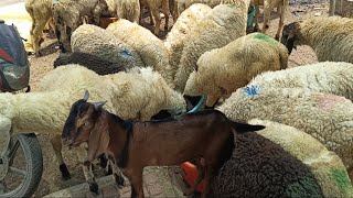Cheap Goats Available at Puranapul Fish Market | Saste Bakre | #sheep #goat #meat