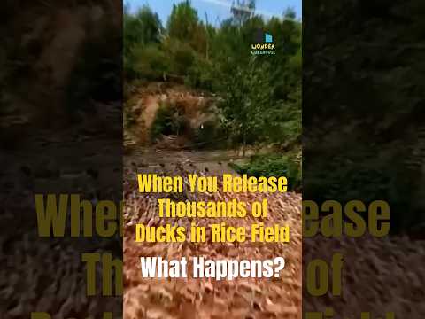 Why Do Chinese Farmers Release Thousands of Ducks into Rice Fields? #wonderwarehousechina #shorts
