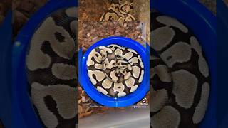 My water loving ball Python #ballpython #snake #royalpython #snaketalk #pets