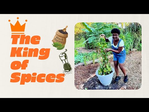 Growing Black Pepper on a DIY Trellis