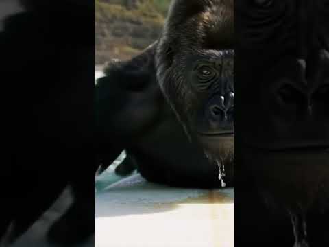 An Ape goes Surfing 🏄 🦍 #surfing #ai