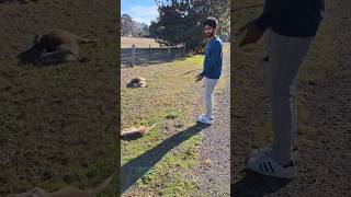 Australia highway మీద kangaroos | Telugu vlogs | Ikada Ela With Goutham  #shorts #shortsfeed #short