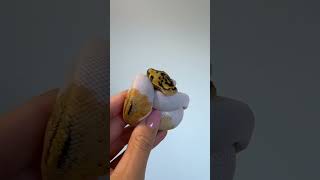 2 weeks old! Pastel Clown Piebald #snake #ballpythonmorphs #ballpython #royalpython