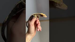 #reptile #snakes #boaimperator #boaconstrictor #snakehandler #royalpython  #ballpython #leopardgecko