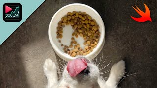 Indie App Dogfooding & Task Tracking | Startup Vlog #8