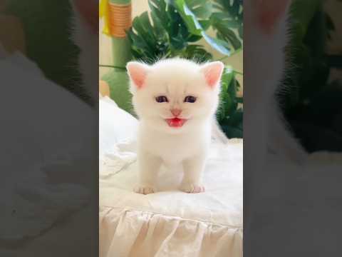Cat 🐈 & cute baby 🐥 laughing video #funnyvideo #cutebaby #comedy #laugh #shorts