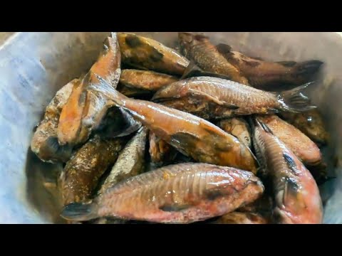 Exploring the Vibrant Markets of Suriname