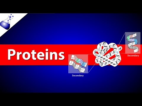 Proteins