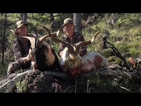 Weekend bow hunt with good mate. (Bow hunting Australia)