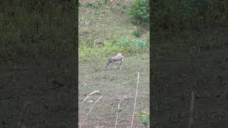 Deer in the yard #fun #wvforest #wv #wildlife #wildlifefun #deer