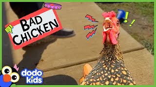 Bad Chicken!!! Nobody Can Stop This Rooster From Yelling In The House! | Bad Boys | Dodo Kids