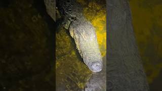 Looking for a world record python! #snake#animal#alligator#crocodile#nature#wildlife#shorts#savage