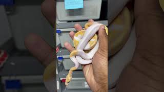 Banana pied ball Python combos