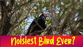 Pacific Koel | Bird Calls and Sounds