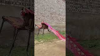 #🐅🐶 Unleashing the tiger within! 🤣🤩#DogLife #TigerDog #CostumeFun #DogCostume #PetPhotography