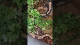 Tsuki enjoying her fresh water 🩶🖤 #cutepets #snake #snakes #royalpython #reptiles #foryou