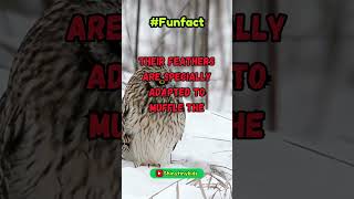 Funfact - 20 | shinytiny | #facts #animalfacts #curiosityforkids  #childrenscuriosity #funfact
