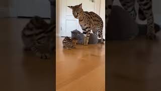 🐱⚡ Mom Cat Takes Control #ProtectiveMother #AnimalBehavior #CatDrama #ViralShorts