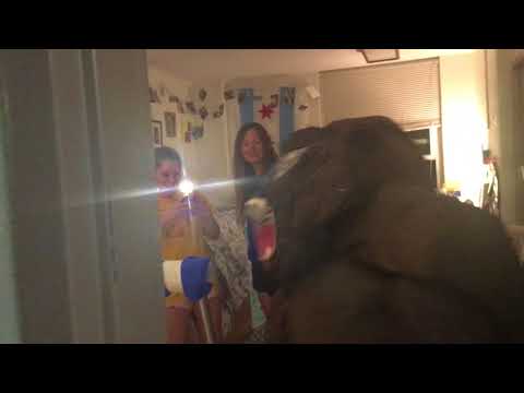 Funniest Gorilla Pranks Part 6 - Final Part