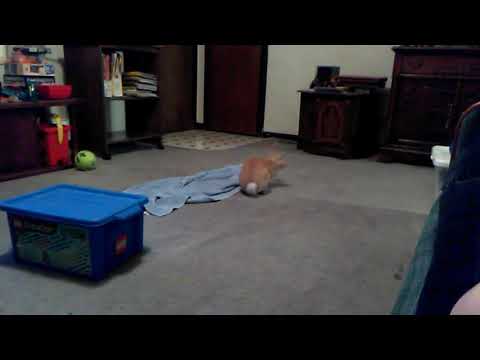 More of my rabbit