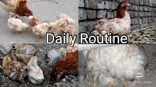 My Hen And Her Chicks Daliy Routine
