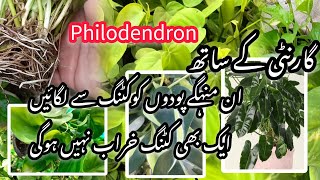 How to grow money plant rom cutting/philodendron grow from cuttings 