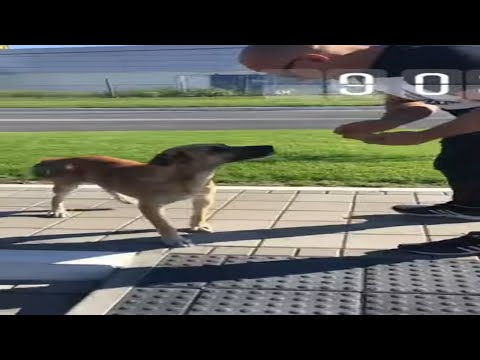 Homeless Dog on the street
