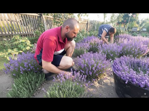 Little Lavender Farm with Grandma Lyudmila, Her Son and Grandkids