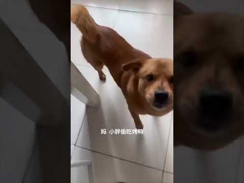 This dog will never trust him again 😂 @jiugecoca #tomdaya #celebrityhumor #couplegoals #funnymoments