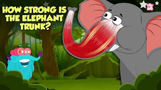 How Strong is An Elephant's Trunk? | Fascinating Facts About An Elephant's Trunk | Dr. Binocs Show