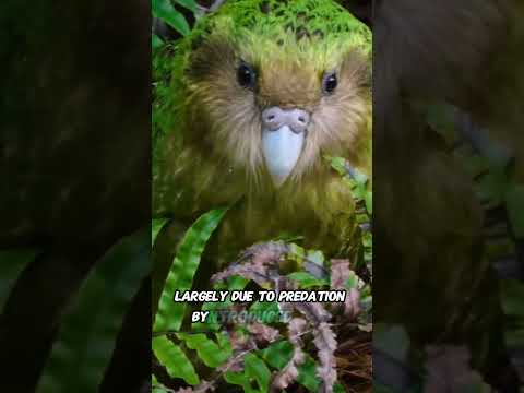The Mysterious Kakapo: Nature’s Heaviest Parrot 🤔#animals #facts