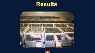 Determination of endogenous intestinal losses of calcium in canola meal fed to growing pigs