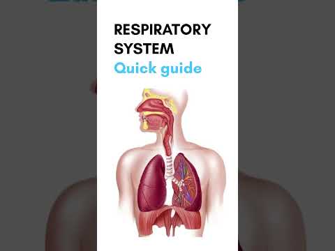 Respiratory system🫁quick guide #easydxplained#lungs#respirationsystem#breathing